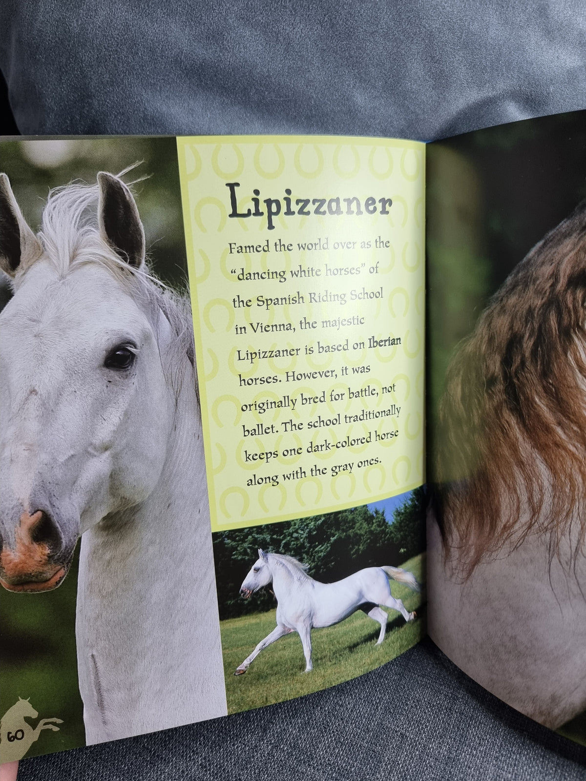 I Love Horses and Ponies