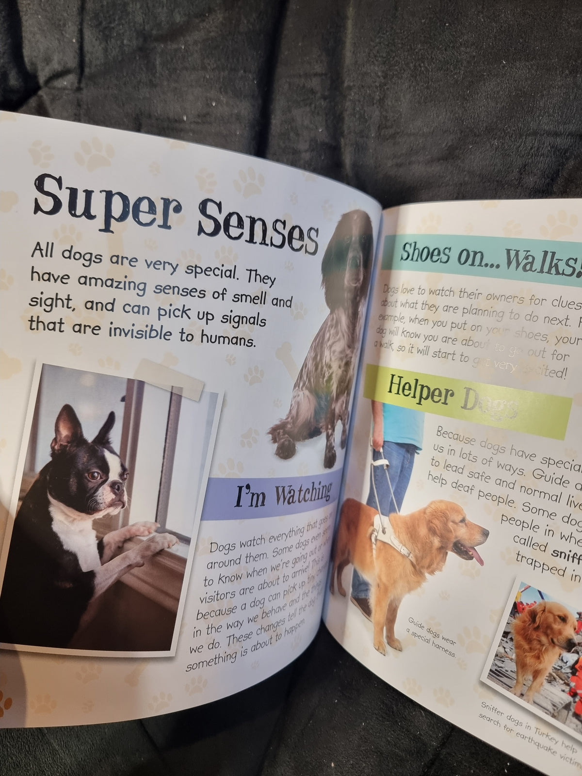 The Dog Lover's Guide