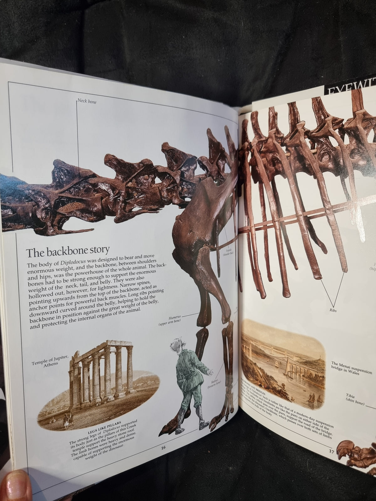 DK Dinosaur