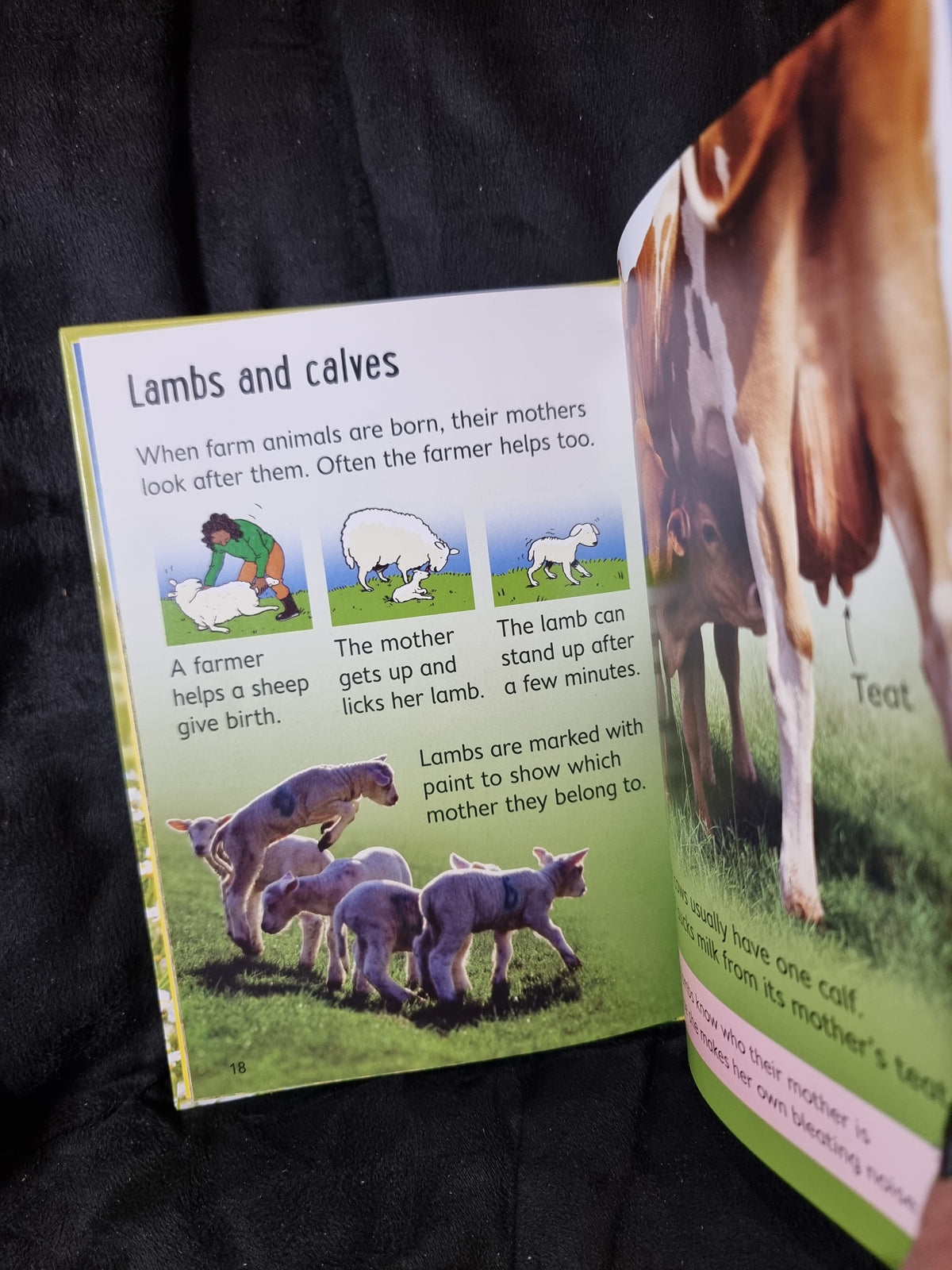 Usborne Beginners Farm Animals