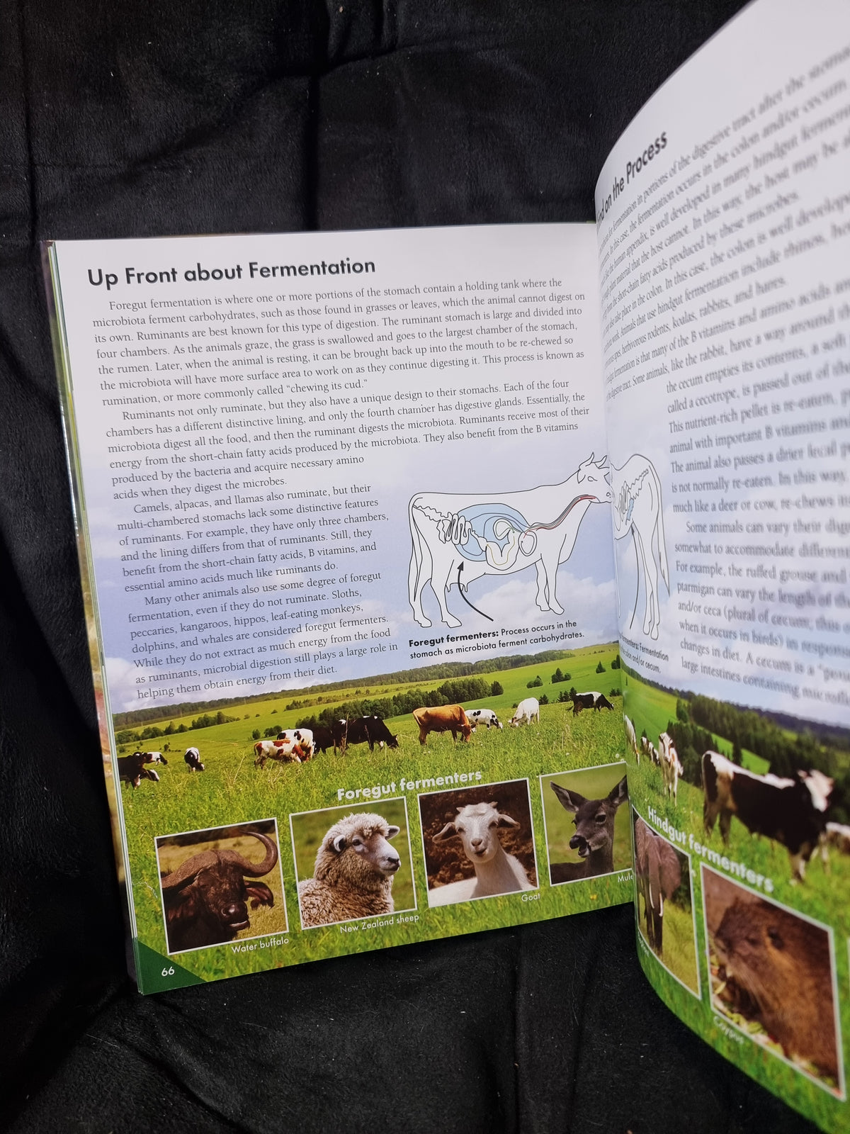 Wonders of Creation The Ecology Book