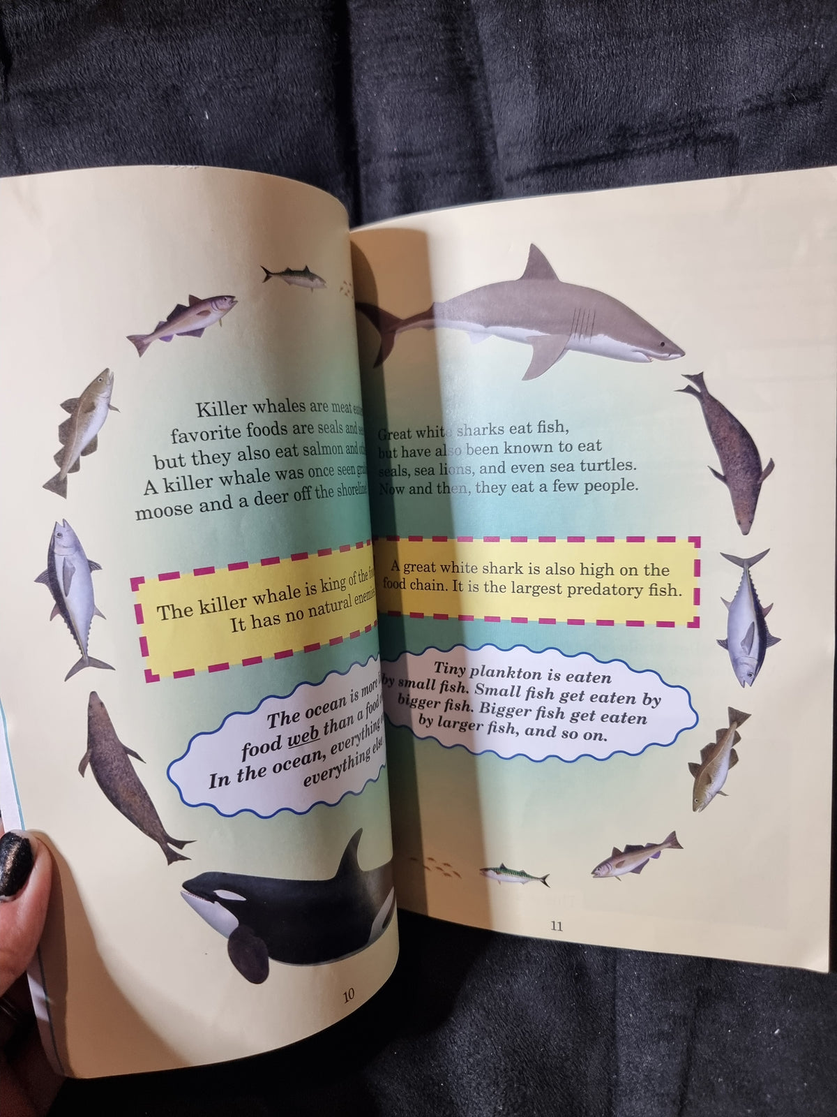 Who Would Win? Killer Whale vs. Great White Shark
