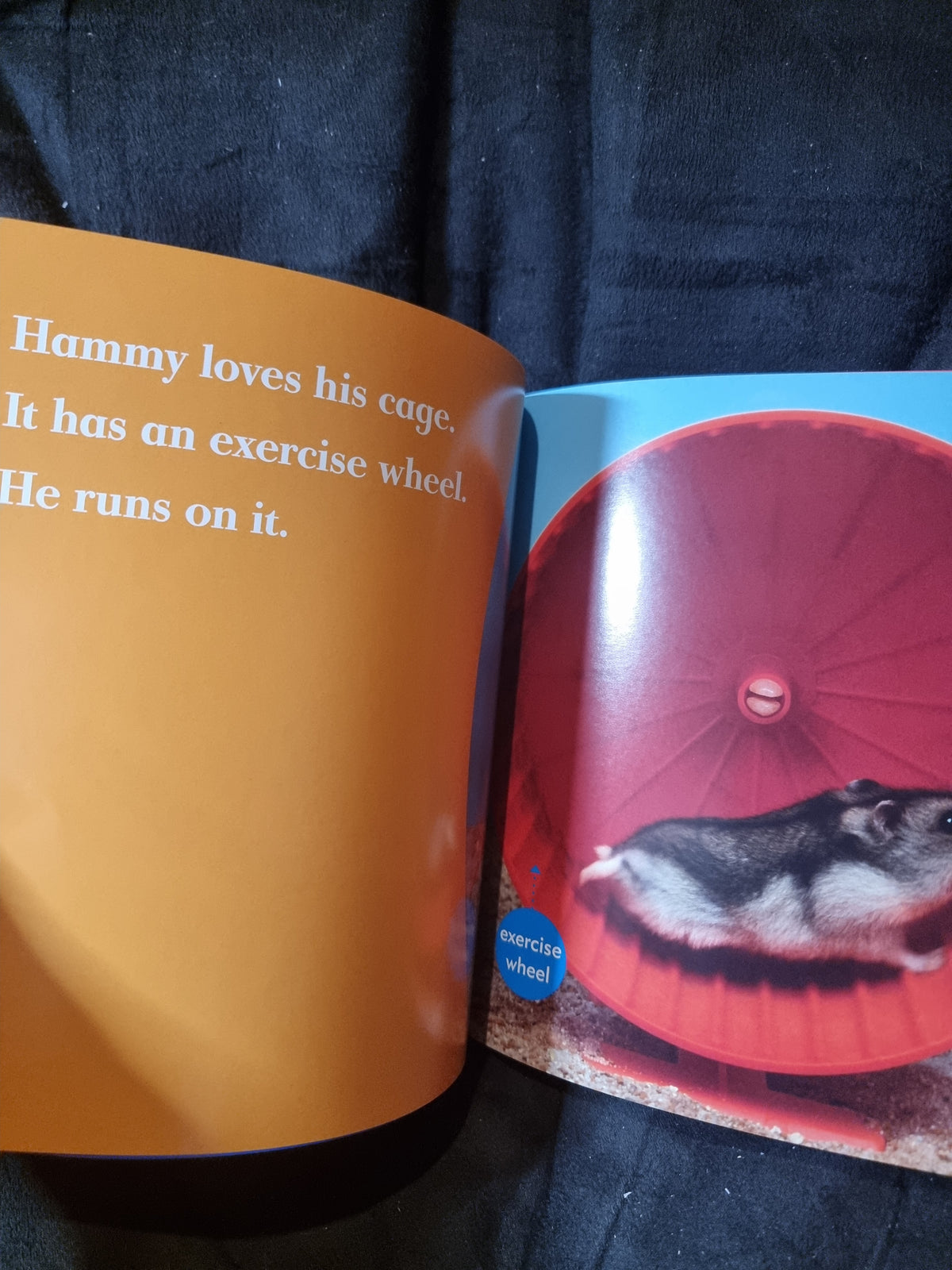 My First Pet - Hamsters
