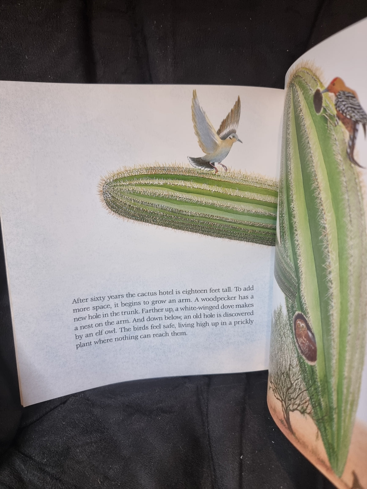 Cactus Hotel