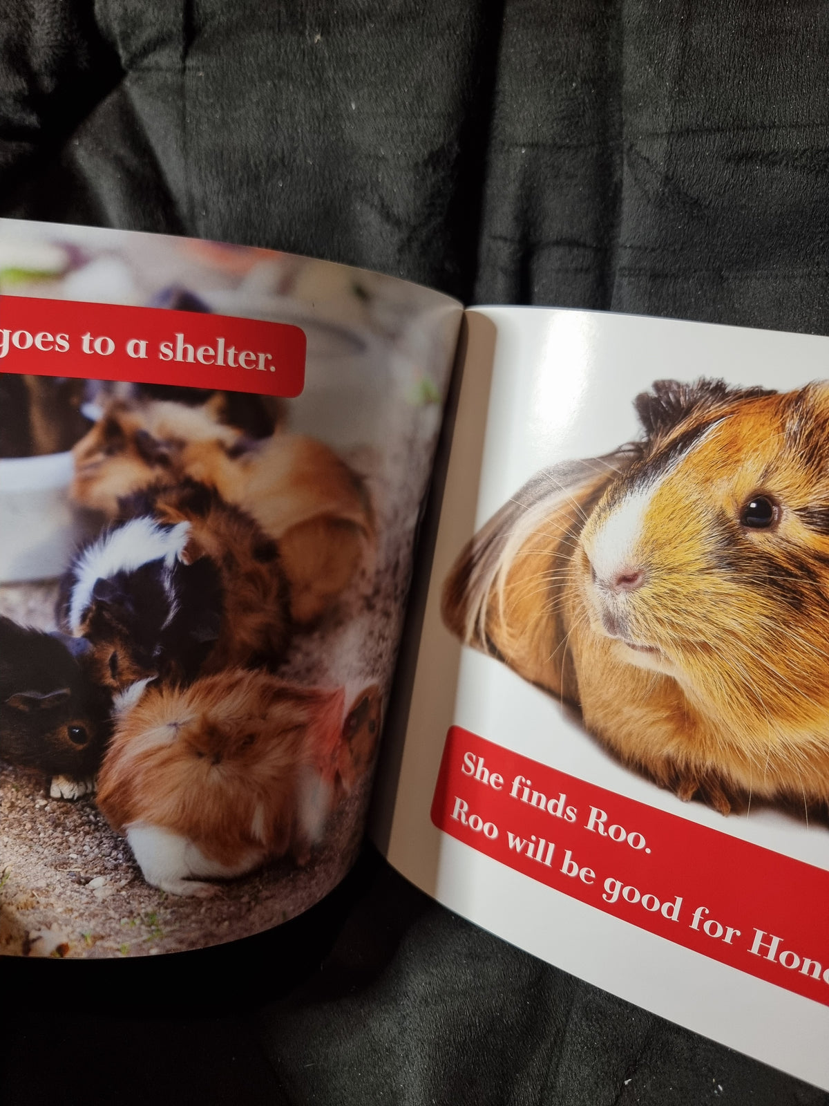 My First Pet Guinea Pigs