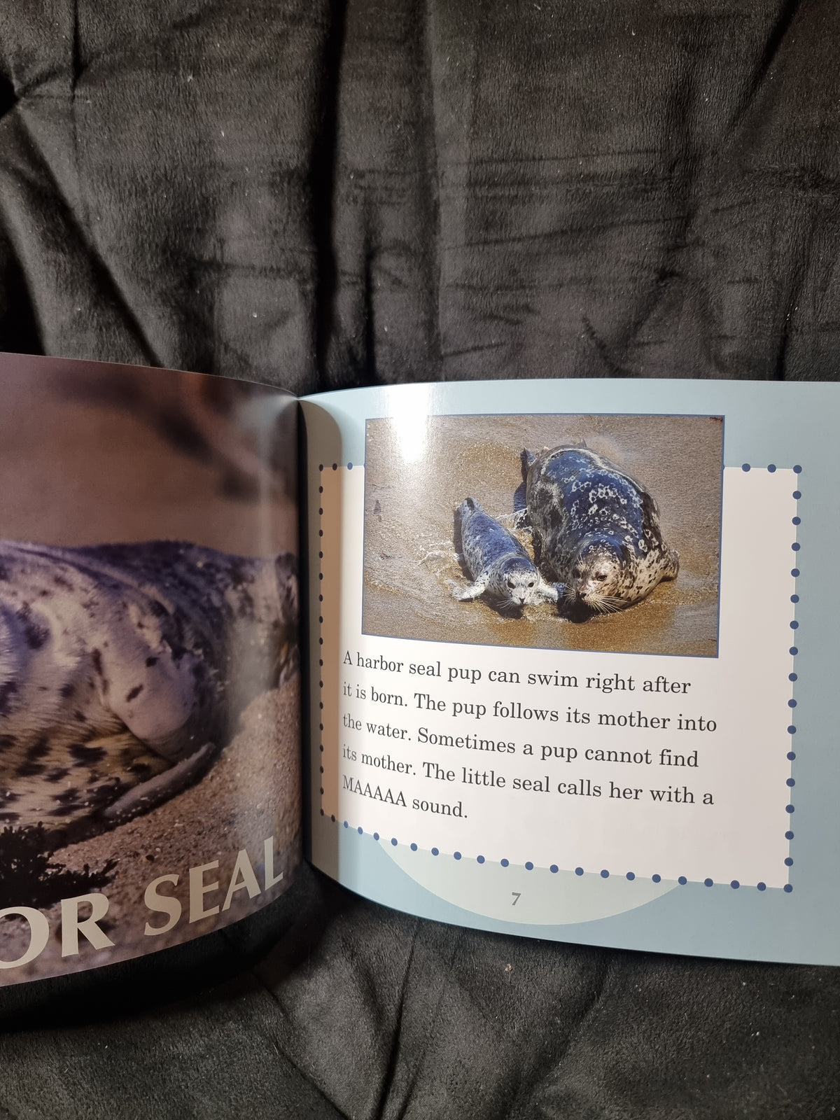 Baby Animals of the Seashore