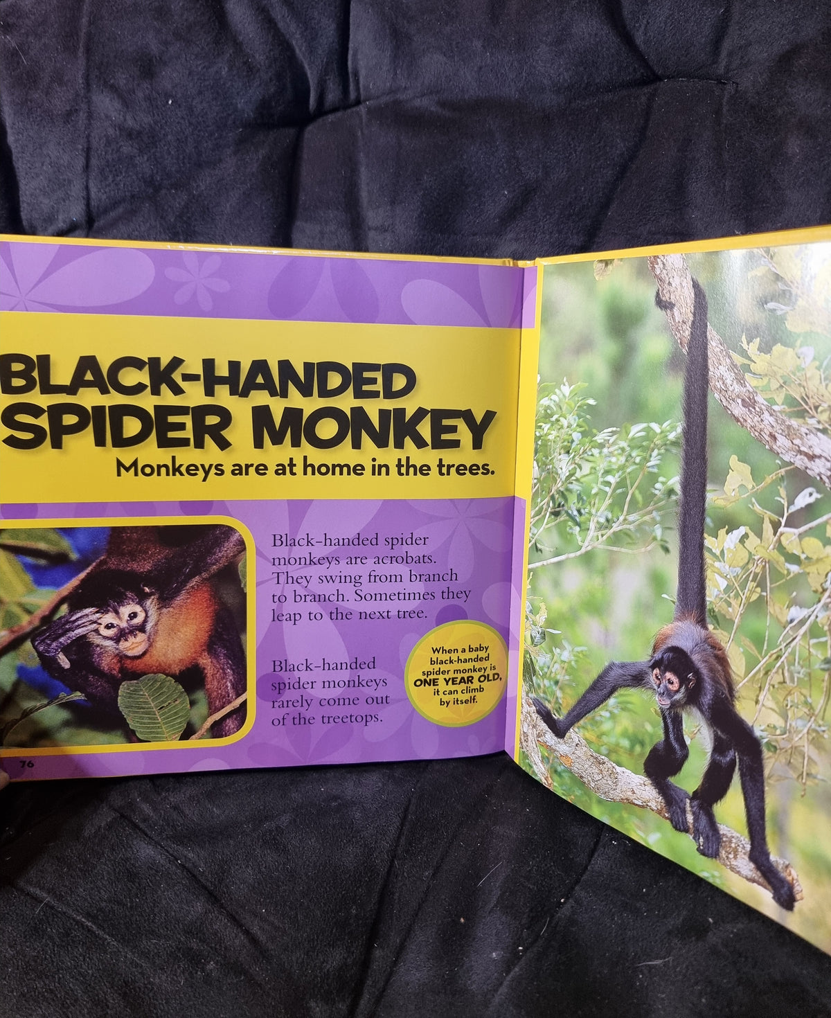 National Geographic Kids - Little Kids First Big Book of Animals