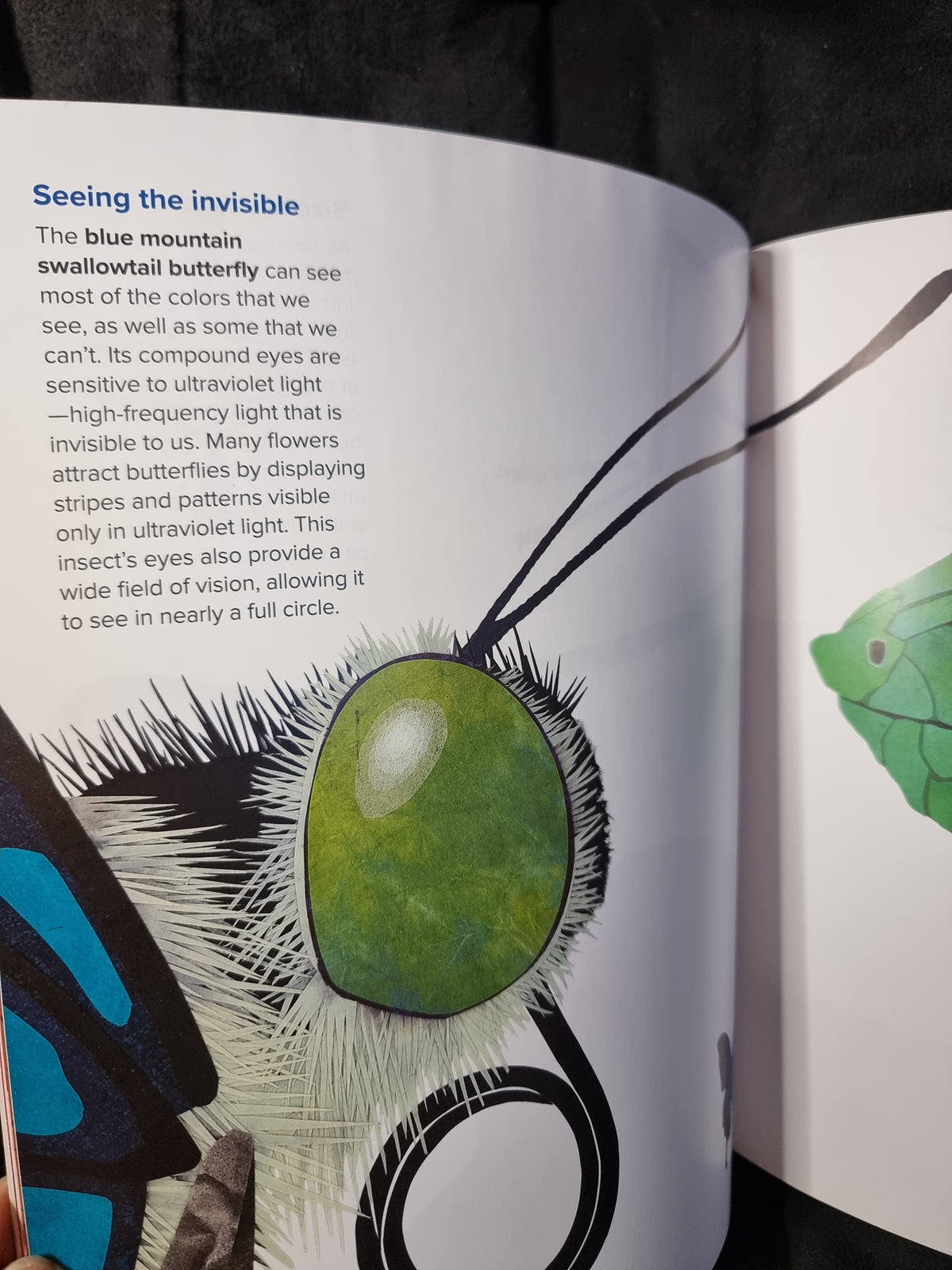 Eye to Eye - How Animals See the World