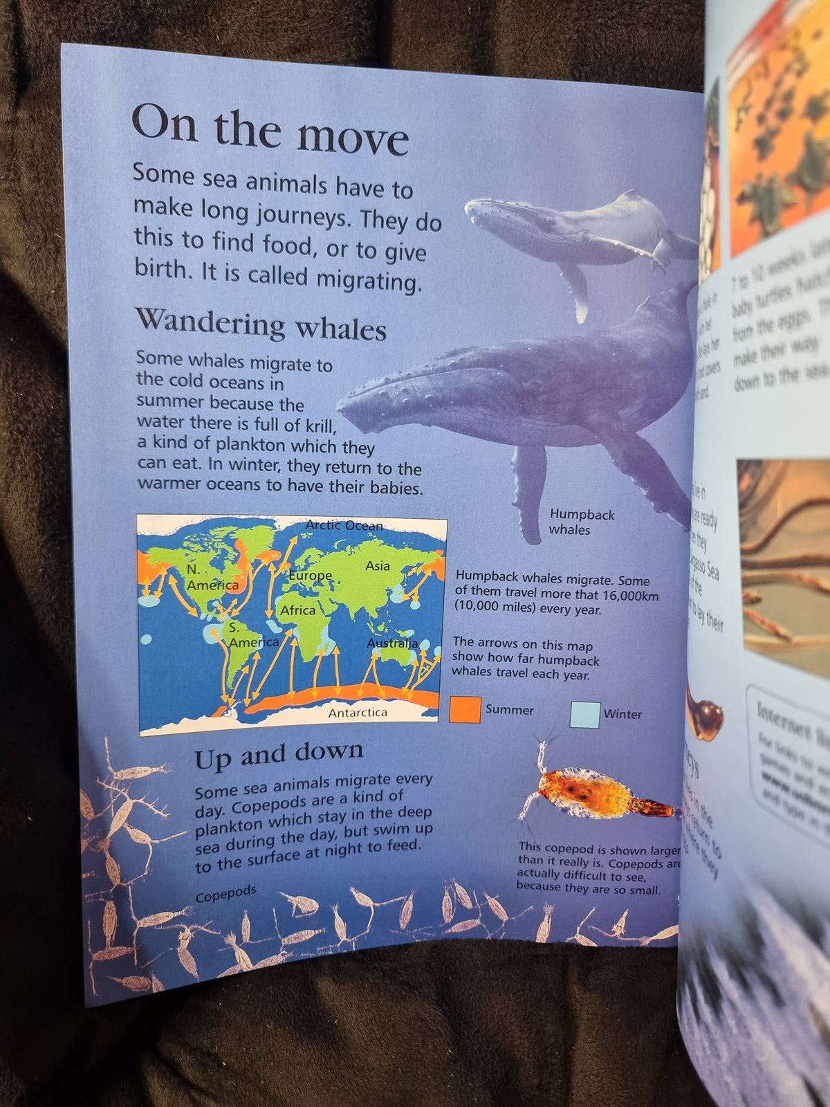 Usborne First Encyclopedia of Seas and Oceans