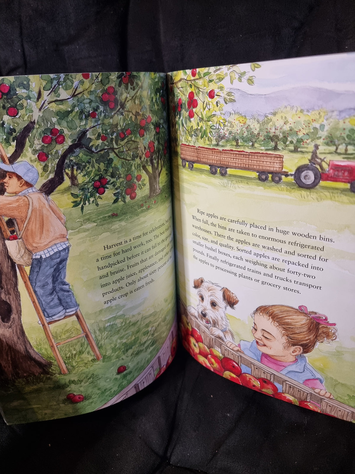 Apples