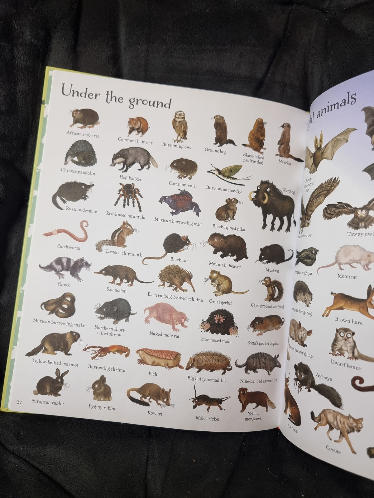 Usborne 1000 Animals