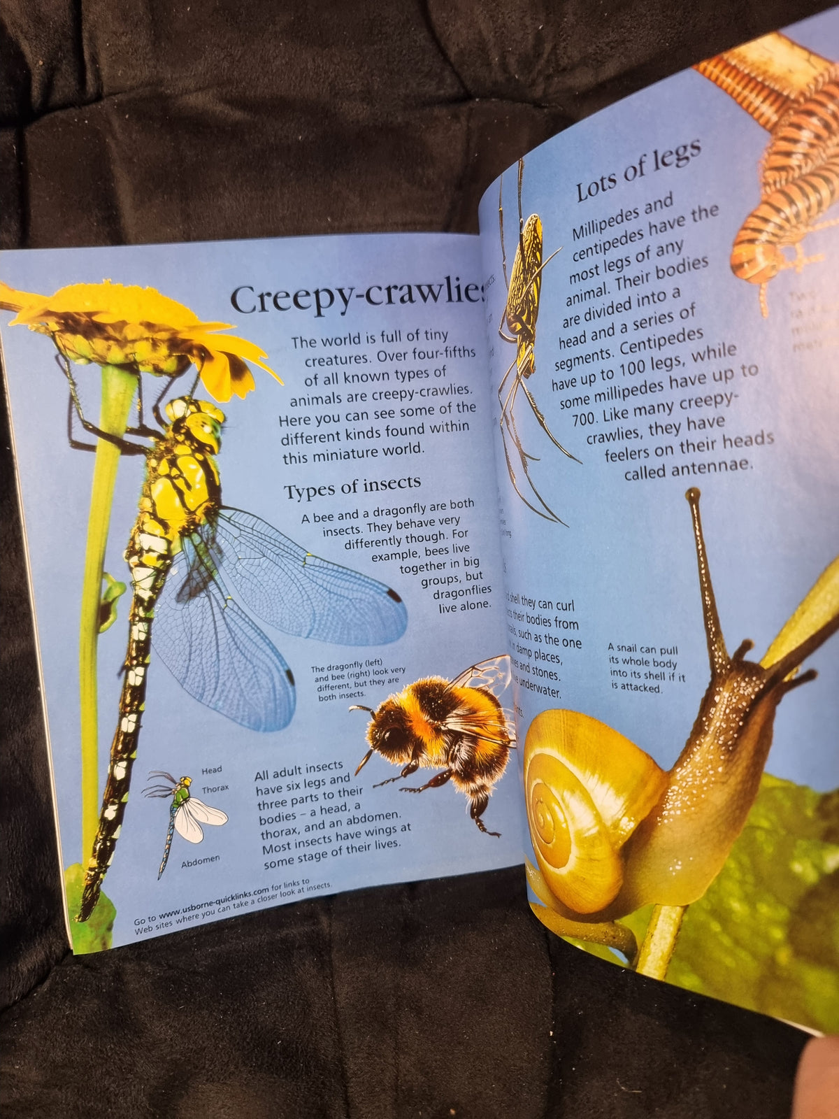 Usborne First Encyclopedia of Animals