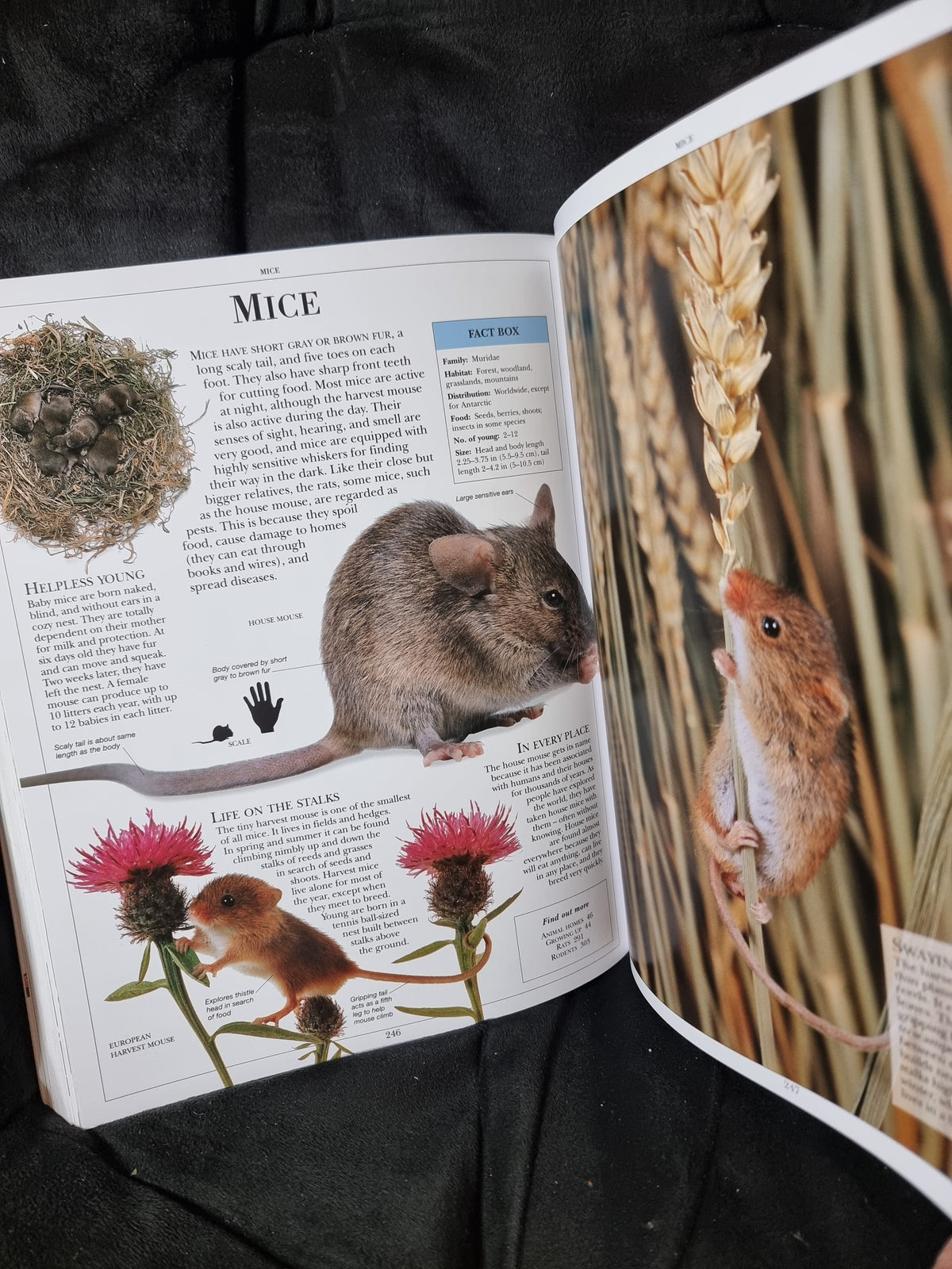 DK Encyclopedia of Animals
