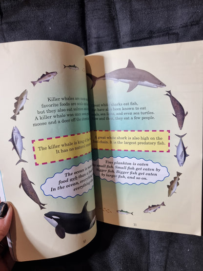 Who Would Win? Killer Whale vs. Great White Shark