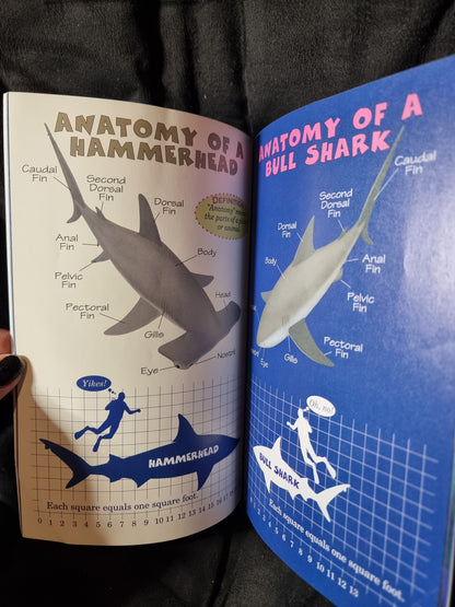 Who Would Win? Hammerhead vs Bull Shark