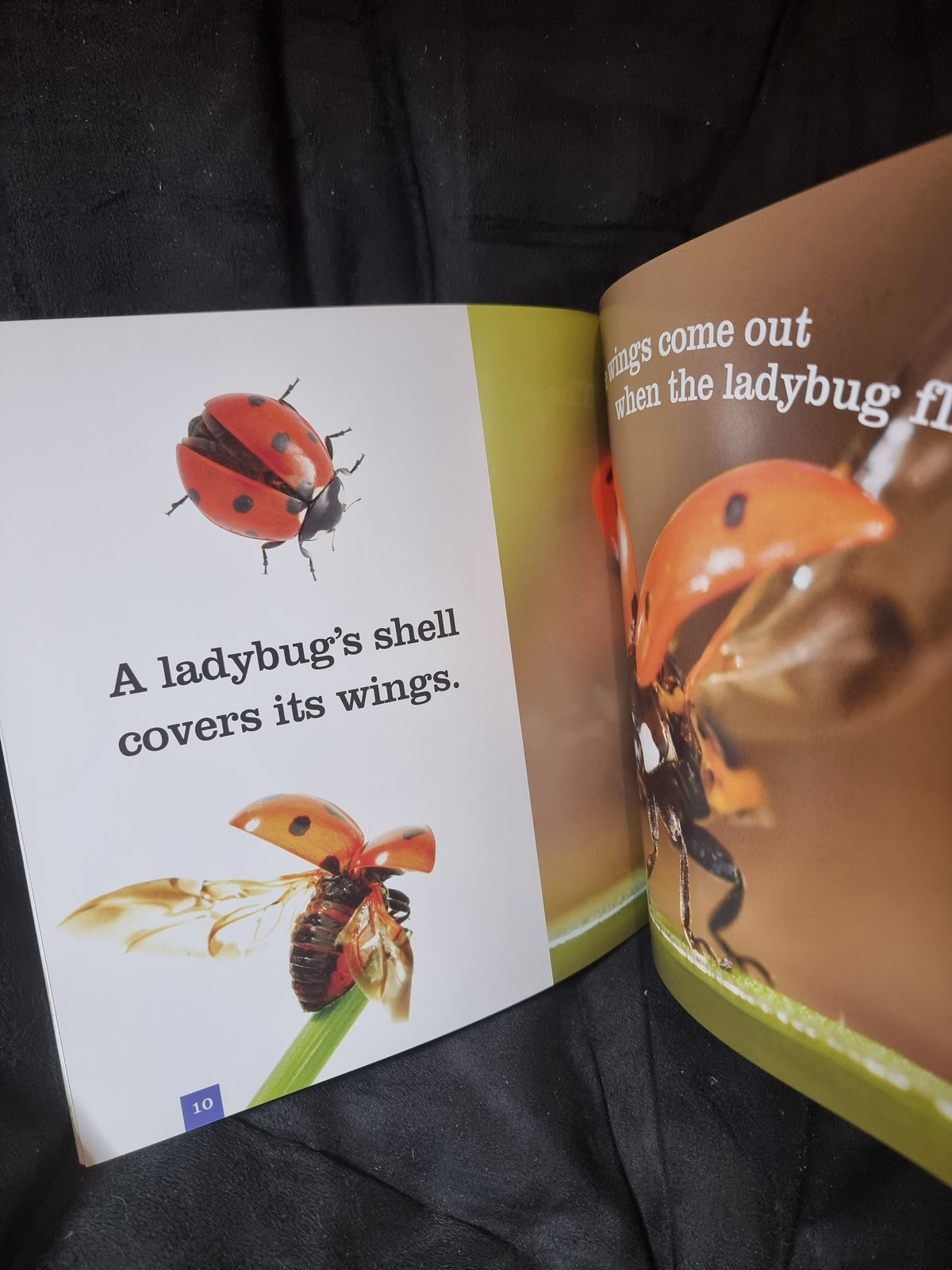 Ladybugs