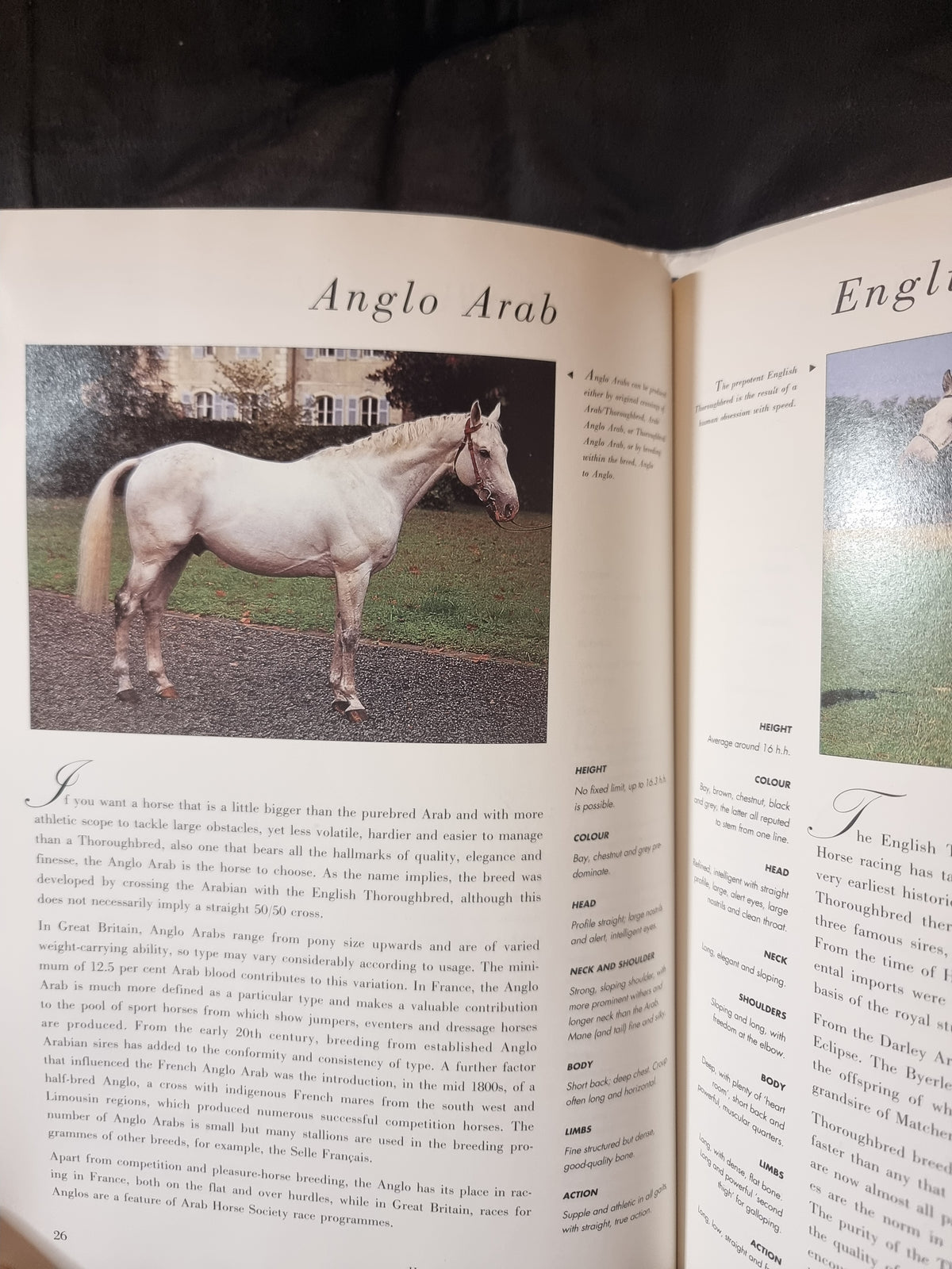 Guide to Horses