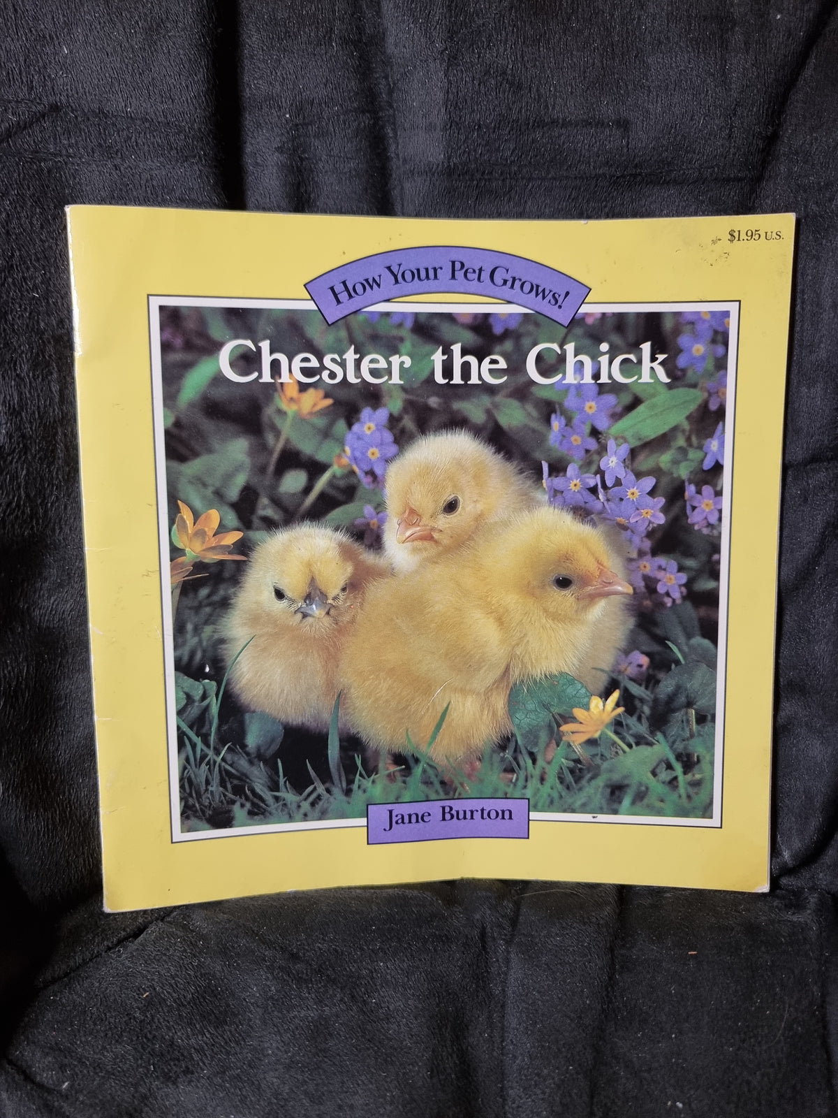 Chester the Chick