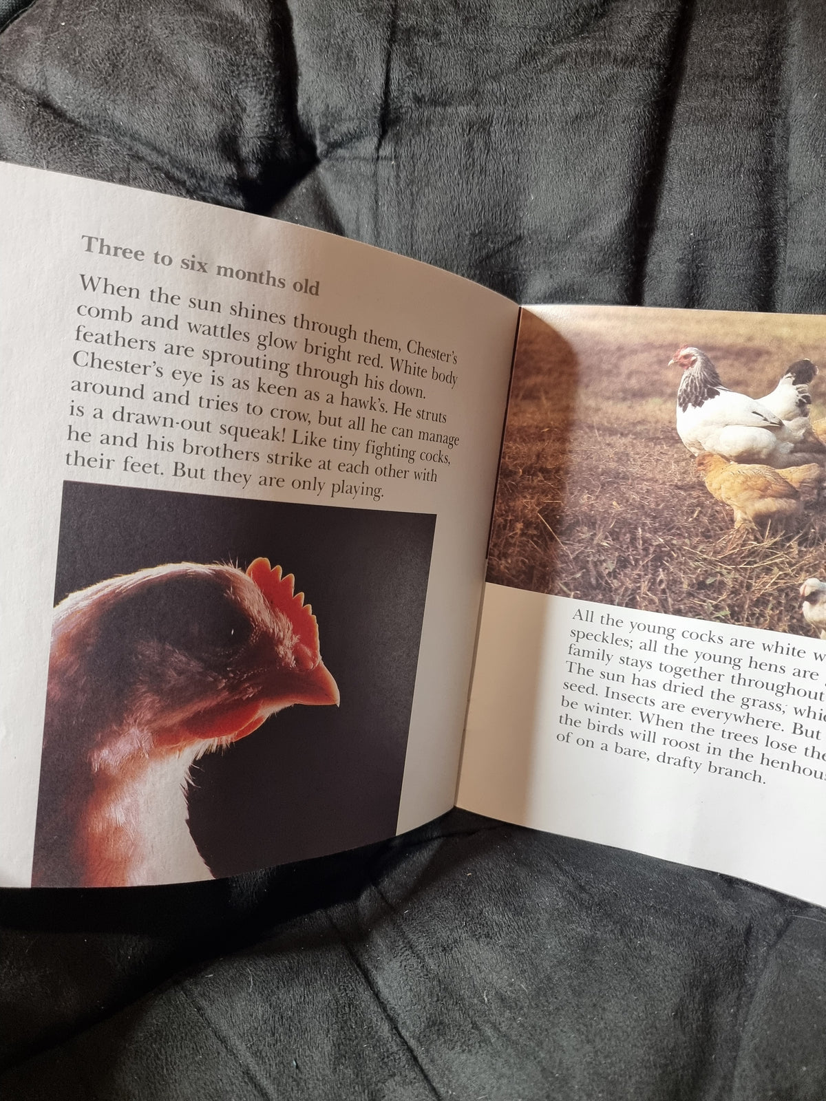 Chester the Chick