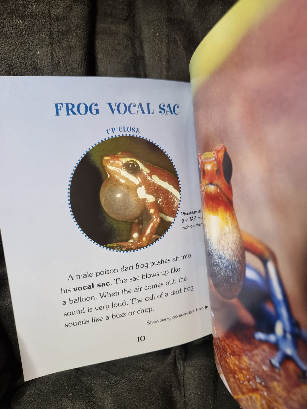 Poison Dart Frogs Up Close