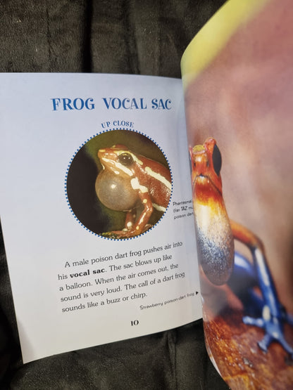 Poison Dart Frogs Up Close